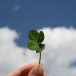 Phyto Power Health Benefits: Red Clover’s Underused Edge in Weight Loss & Wellness
