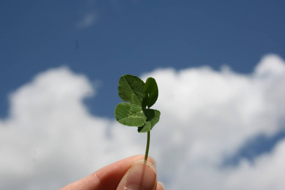 Phyto Power Health Benefits: Red Clover’s Underused Edge in Weight Loss & Wellness