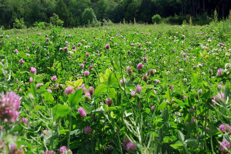 Red clover blossoms in a lush meadow with soft morning light