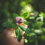 Red Clover Female Support: The Overlooked Botanical Ally for Hormonal Balance