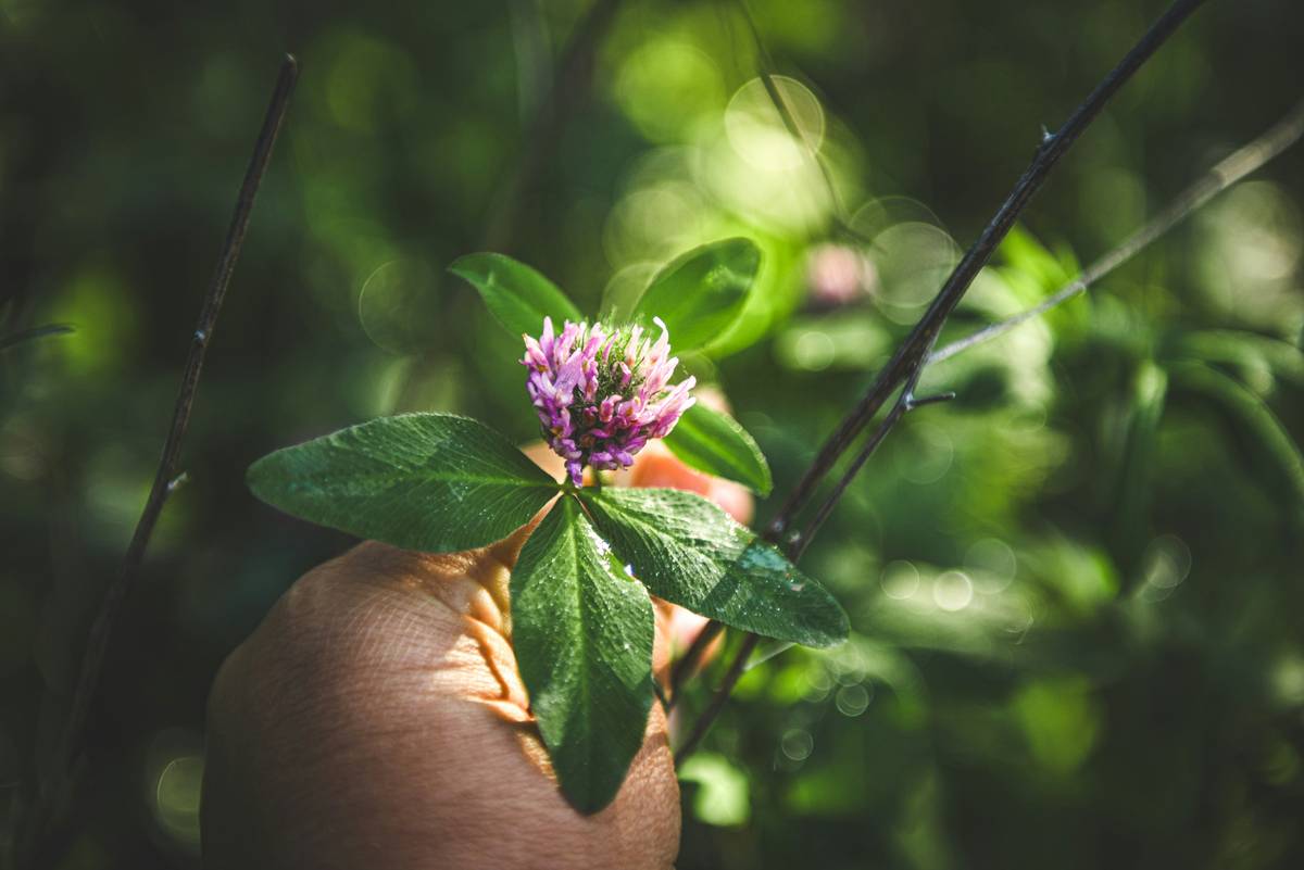 Red Clover Female Support: The Overlooked Botanical Ally for Hormonal Balance