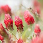 Red Clover Isoflavone Support: The Overlooked Ally in Weight Management