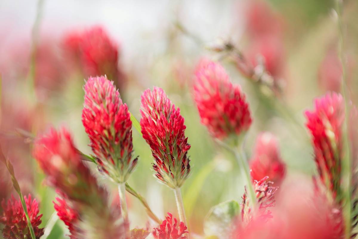 Red Clover Isoflavone Support: The Overlooked Ally in Weight Management