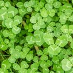 Red Clover Phytoestrogen Remedy: Nature’s Forgotten Lever for Hormonal Balance