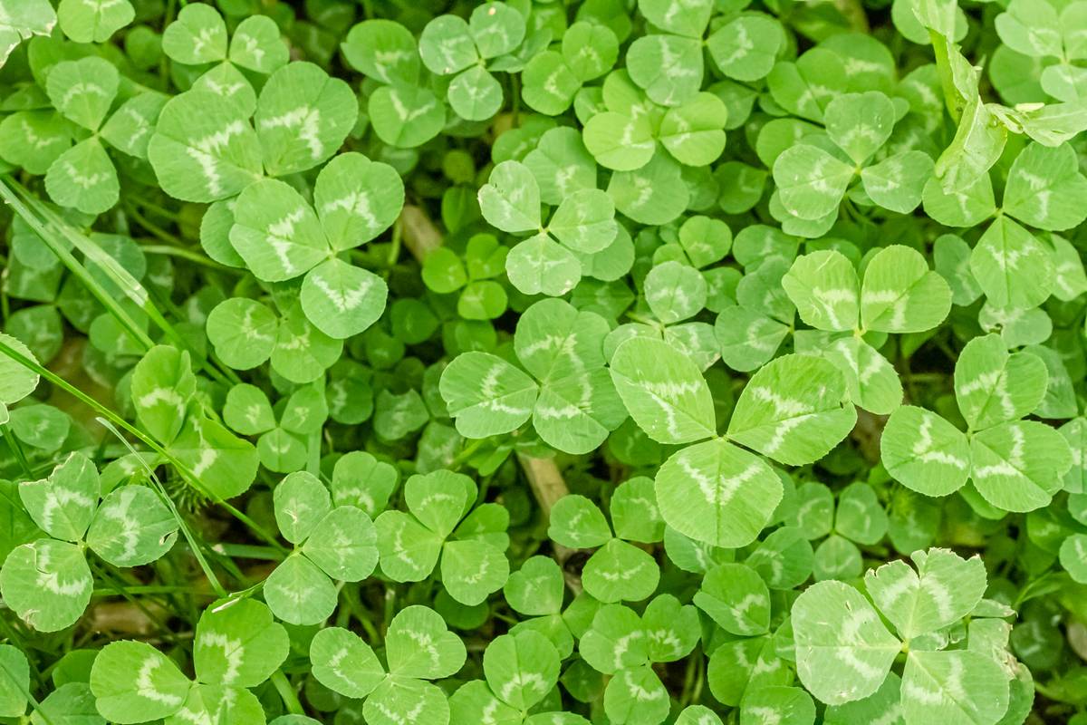 Red Clover Phytoestrogen Remedy: Nature’s Forgotten Lever for Hormonal Balance