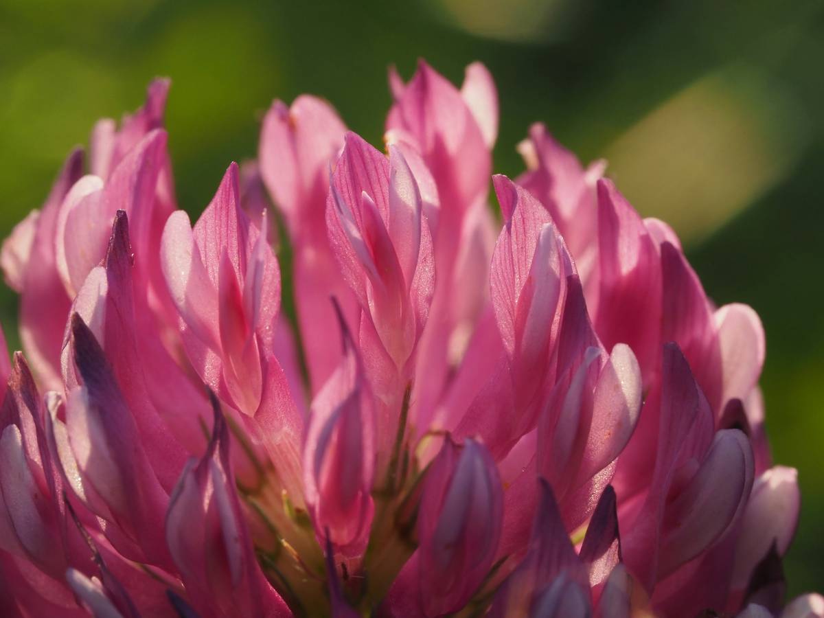 Woman journaling symptoms while using red clover for hormone health women balance
