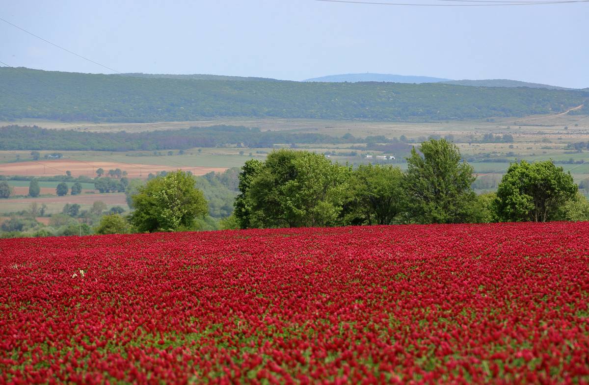 Red clover supplement supporting phytoestrogen hormone balance
