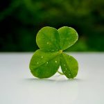Red Clover Symptom Treatment: What Big Wellness Isn't Telling You