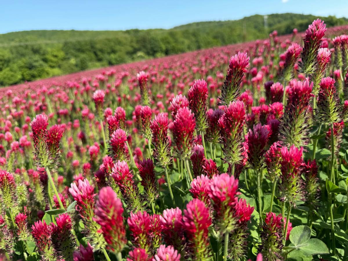 Red clover hormonal support dosage timeline for menstrual cycle phases