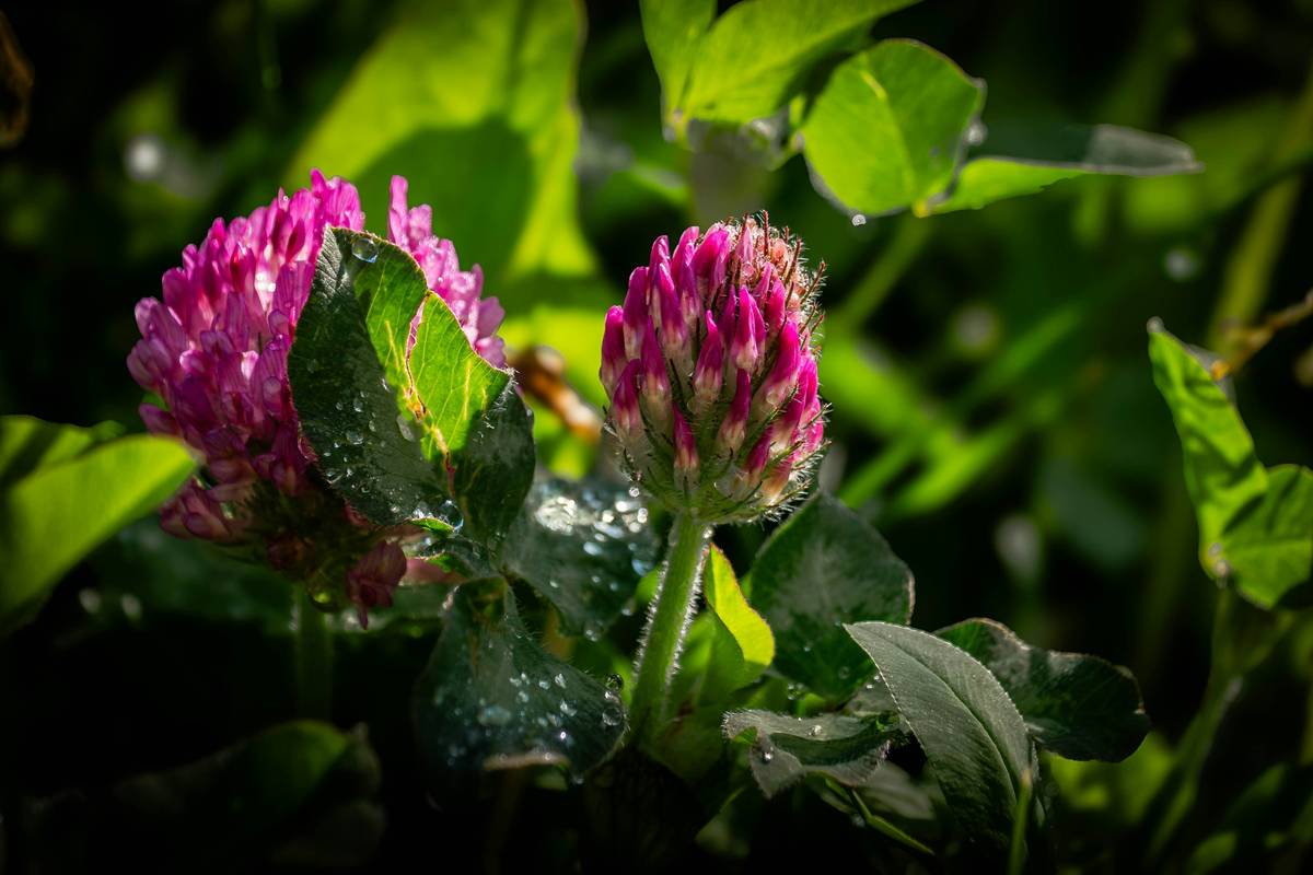 Red Clover Hormonal Support: The Overlooked Botanical for Modern Metabolic Balance