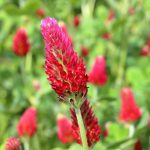 Female Hormone Remedy: 7 Proven Ways to Avoid Painful Imbalances