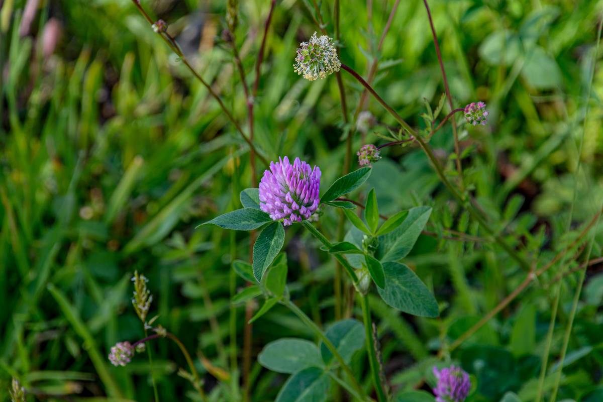 Red clover isoflavone cure in capsule form beside fresh red clover flowers