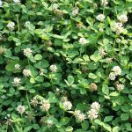 Red Clover Hormone Wellness: 7 Proven Tips to Avoid Costly Mistakes