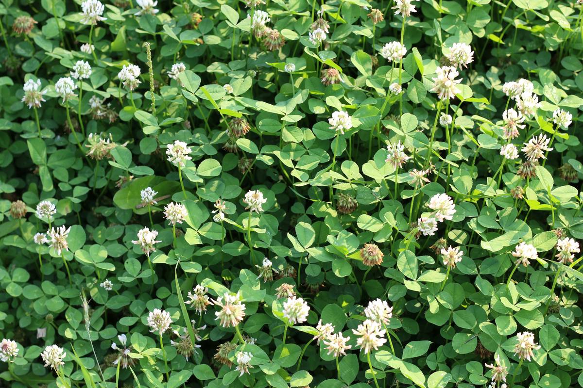 Red Clover Hormone Wellness: 7 Proven Tips to Avoid Costly Mistakes
